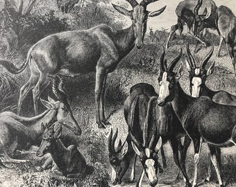 1893 Group of African Antelopes Original Antique Print - Tora Antelope, Blessbok, Bontebok, Korigum - Mounted and Matted - Available Framed