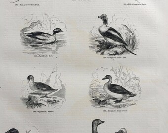 1856 Large Original Antique Bird Engraving - Spirit Duck, Long-Tailed Duck, Steamer Duck, Canvas Duck - Ornithology - Wall Decor