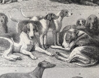 1864 Prize Dogs of the Second International Dog Show at the Islington Agricultural Hall Original Antique Print - Available Framed