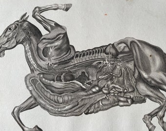 1810 Farriery - Nerves of the Encephalon uniting Interiorly with the Spinal and forming the Plexuses Original Antique Engraving