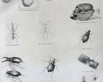 Insects, Entomology