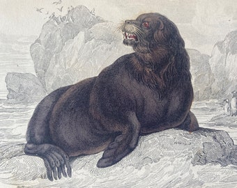 1839 The Sea Lion of the South Seas Original Antique Hand-Coloured Engraving - Seal - Jardine - Marine Wildlife