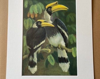 1968 Great Hornbill - Buckeroos Bicornis Original Vintage Print - Ornithology - Bird Art - Mounted and Matted - Available Framed