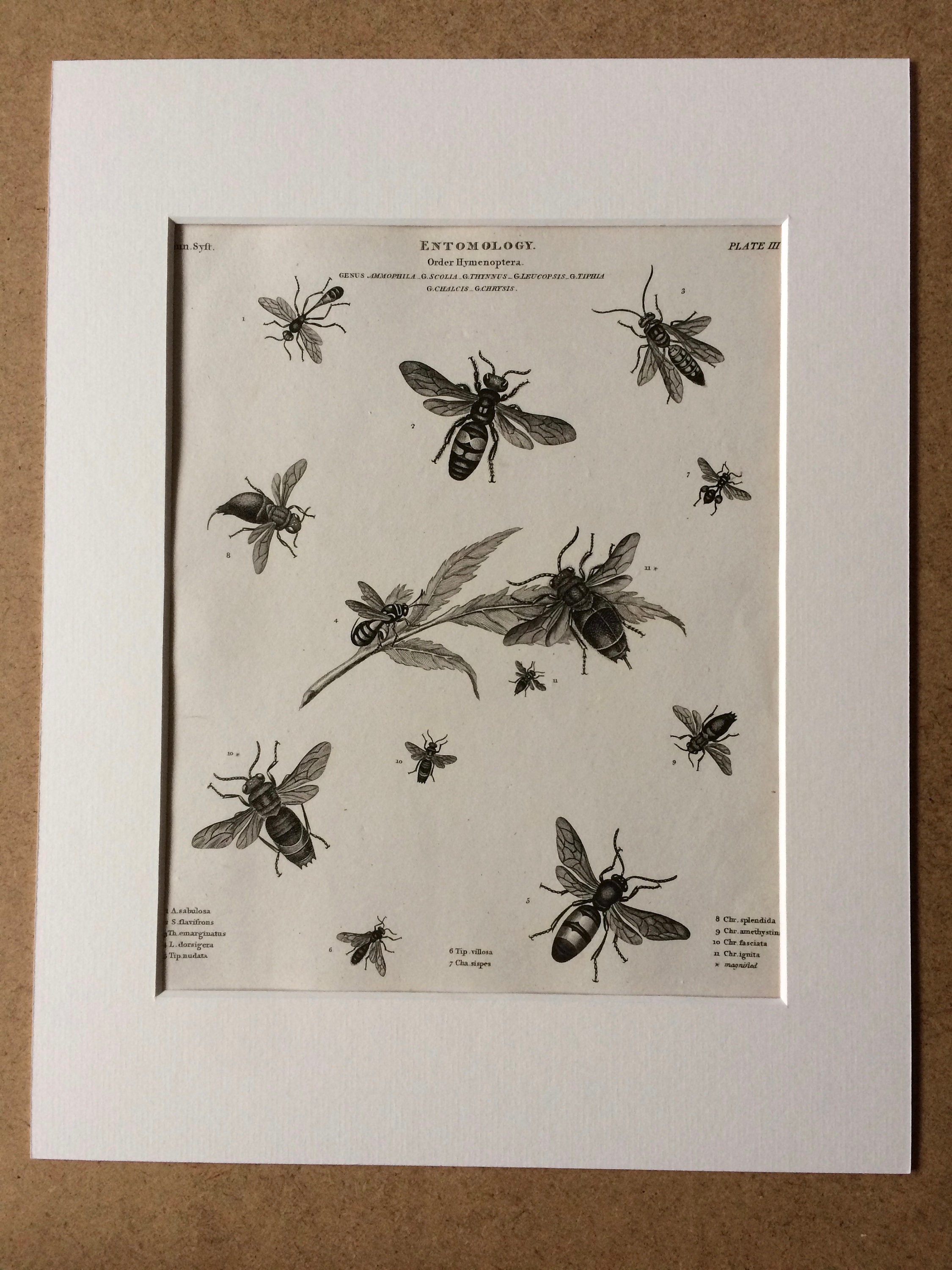 1819 Wasp Varieties Original Antique Engraving Available Mounted and