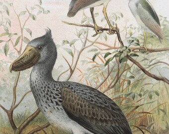 1893 Night Heron and Boatbill Original Antique Print - Ornithology - Bird Art - Mounted and Matted - Available Framed