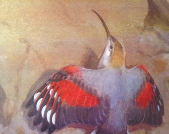 1968 Colourful Vintage Bird Print - Tichodroma Muraria - Wallcreeper - Ornithology - Available Framed - 14 x 11 inches