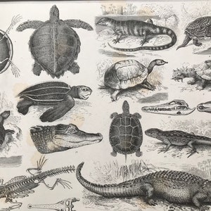 1869 Reptiles Large Original Antique Illustration - Tortoise, Crocdile, Turtle, Skeleton - Natural History - Mounted and Matted