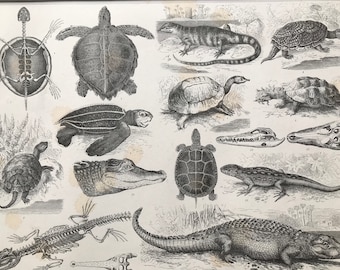 1869 Reptiles Large Original Antique Illustration - Tortoise, Crocdile, Turtle, Skeleton - Natural History - Mounted and Matted