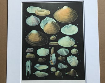 1988 Bivalve Sea Molluscs Original Vintage Print - Bivalvia - Marine Decor - Ocean Wildlife - Mounted and Matted - Available Framed