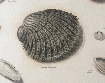 1819 Original Antique Engraving - Seashell - Shell - Conchology - Shellfish - Marine Wildlife Decor - Available Matted and Framed