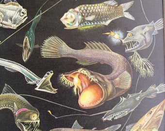 1968 Original Vintage Fish Print - Longfin Dragonfish - Macropinna - Barbeled Dragonfish - Sloanes Viperfish - Available Framed