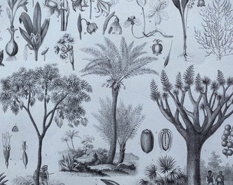 1869 Botany Large Original Antique Illustration - Agave, Palm, Dragon Tree, Asparagus, Daffodil - Botanical Art - Mounted and Matted