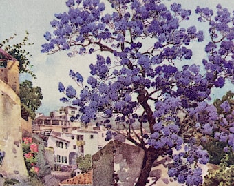 1909 Madeira - Jackaranda Tree Original Antique Print - Botanical Art - Flower - Garden - Mounted and Matted - Available Framed