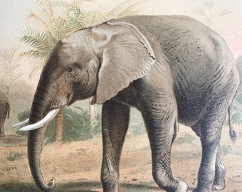1893 African Elephant Original Antique Print - Wildlife - Natural History - Animal Art - Mounted and Matted - Available Framed