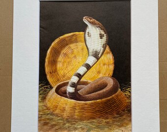 1968 Indian Cobra Original Vintage Snake Print - Reptile - Mounted and Matted - Available Framed - Herpetology - Serpent