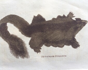 1811 Original Antique Hand-Coloured Engraving - Petaurine Opossum - Wildlife - Wall Decor - Zoology - Decorative Art