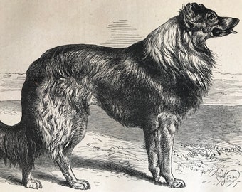 c.1860 Original Antique Print - Colley or Sheep Dog - Collie - Natural History - Animal Art - Mounted and Matted - Available Framed