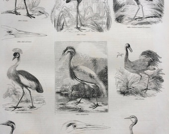 1856 Large Original Antique Bird Engraving - Crane, Golden-Breasted Trumpeter Crowned Crane, Demoiselle, Heron - Ornithology - Wall Decor