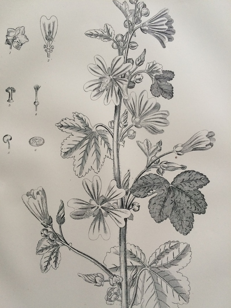 1875 Common Mallow Original Antique Matted Engraving Vintage Wall Decor Matted /& Available Framed Botanical Decor Botany