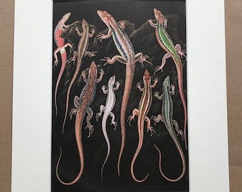 1968 Lizards Original Vintage Print - Mounted and Matted - Reptile Art - Available Framed