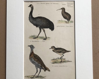 1862 Bustard, Emu, Apteryx Original Antique Hand Coloured Engraving - Available Mounted, Matted and Framed - Bird