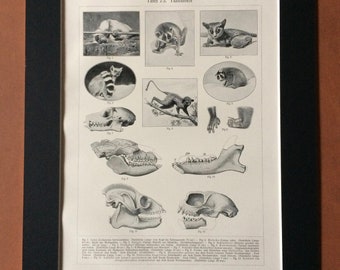 1909 Primates Large Original Antique Print - Wildlife - Lemur - Natural History - Available Framed