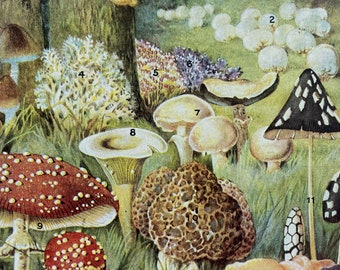1940s Quaint Fungi of Woodland and Meadow Original Vintage Print - Mounted and Matted - Fungi - Mycology - Available Framed