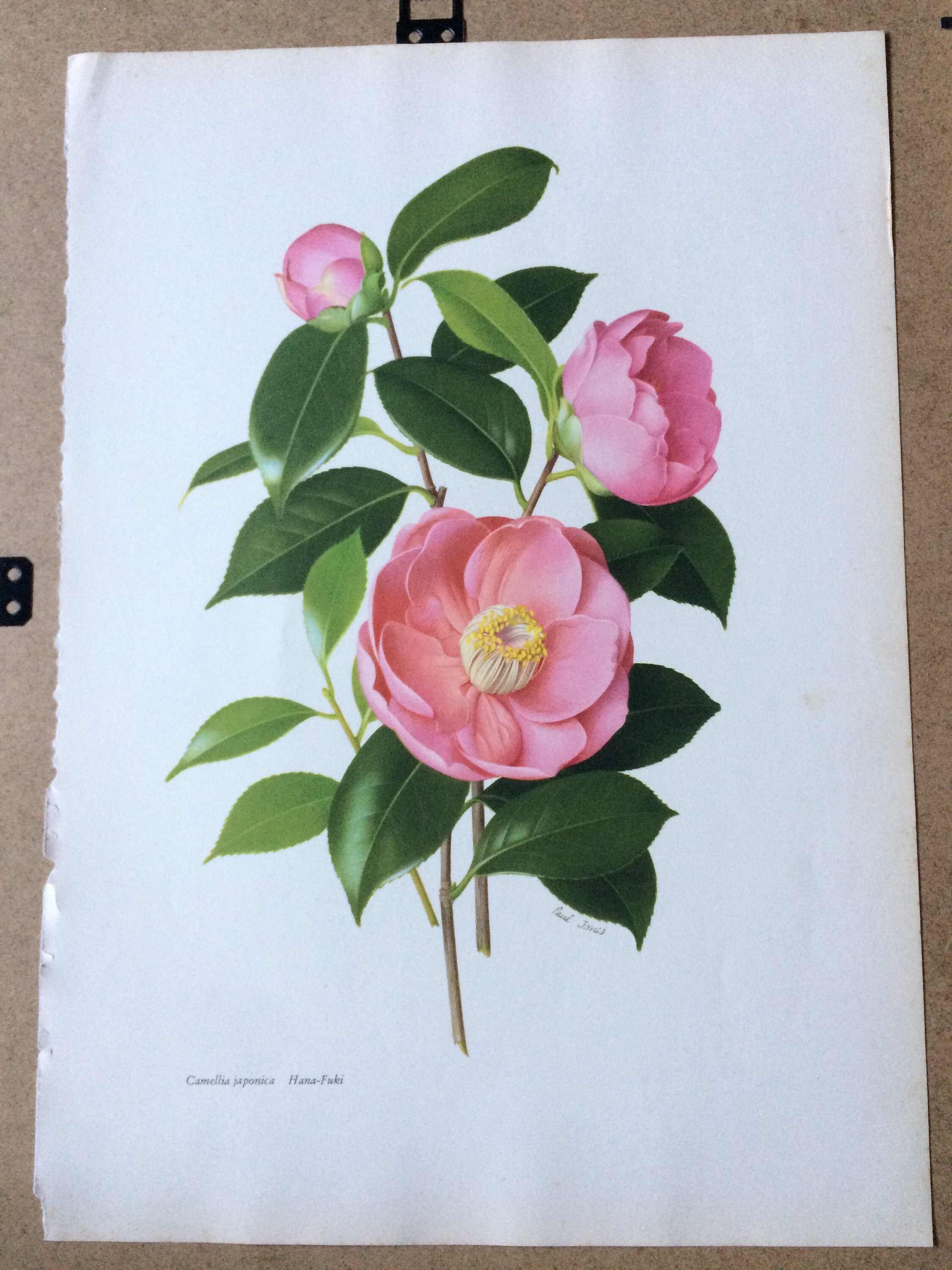 1956 Camellia Japonica 'HanaFuki' original vintage print Paul Jones painting reproduction
