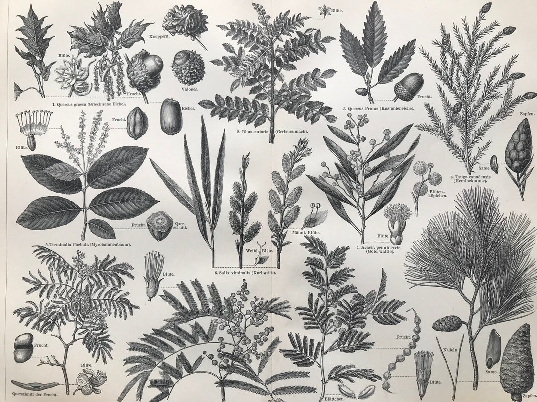 Original Botanitcal Prints 1897 Plants Original Antique Botanical Print - Available Framed ...