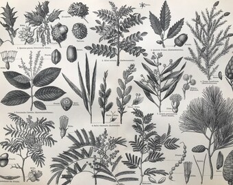 1897 Planten Originele Antieke Botanische Print - Beschikbaar Ingelijst - Botanische Kunst - Herbal Health - Plantkunde