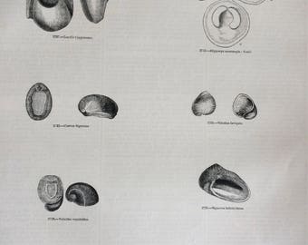 1856 Large Original Antique Sea Shell Engraving - Shellfish - Conchology - Marine Wildlife - Wall Decor - Home Decor - Marine Decor