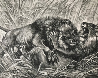 1895 A Battle Royal Original Antique Print - Mounted & Matted - Lion - Wildlife - Natural History - Victorian Decor - Available Framed
