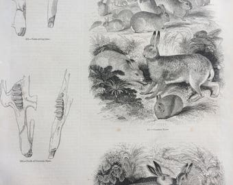 1856 Large Original Antique Engraving - Common Hare, Syrian Hare, Dwarf Pika, Hare Teeth, Anatomy - Wildlife Wall Decor