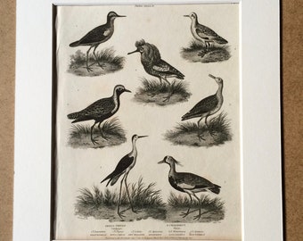 1819 Original Antique Engraving - Ornithology - Sandpiper and Plover - Grallae - Vintage Bird Art - Available Matted and Framed