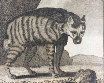 1775 Original Antique Copper Engraving - Hyaena - Count de Buffon - Wall Decor - Zoology - Decorative Art - Natural History - Wildlife