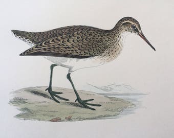 1903 Sandpiper Original Antique Matted Hand-Coloured Engraving - Ornithology - Available Framed - Wildlife - Decorative Art