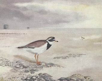 1924 Ringed Plover Original Antique Print - Mounted and Matted - Ornithology - British Waders - Vintage Bird Art - Available Framed