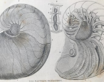 1858 Original Antique Engraving - Nautilus Hexagonus from the Oxford Oolite - Geology - Fossil - Palaeontology