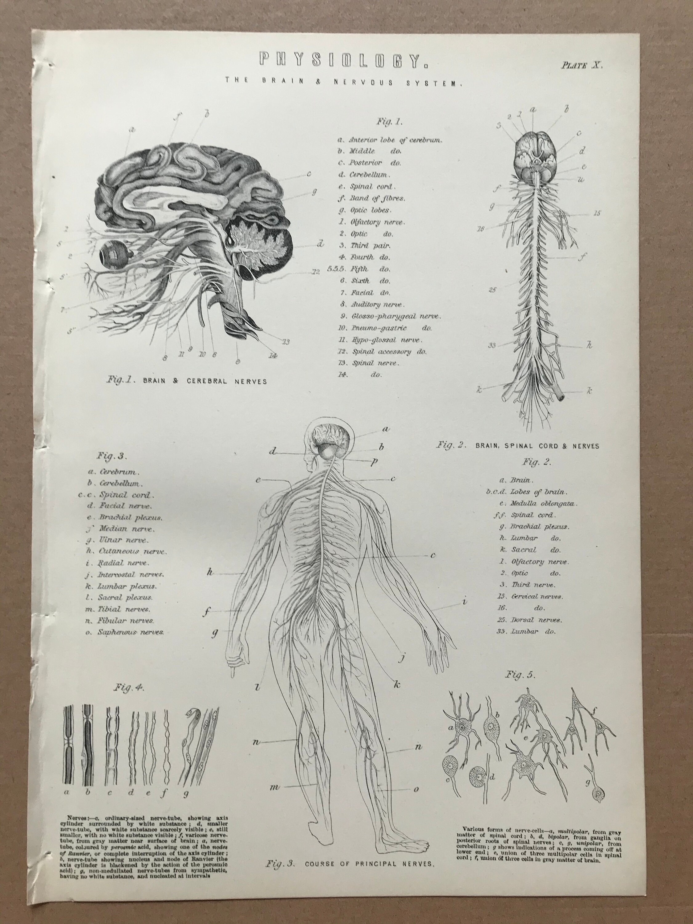 1880 The Brain & Nervous System - Physiology Original Antique Print ...
