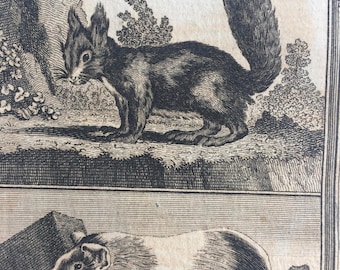 1775 Original Antique Copper Engraving - Guinea Pig and Squirrel - Count de Buffon - Wall Decor - Zoology - Decorative Art - Natural History