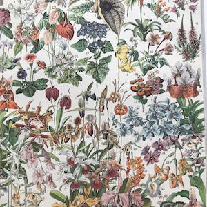 Impresión antigua original de flores de 1897 - Decoración botánica - Botánica - Regalo para jardineros - Montado y enmarcado - Disponible enmarcado