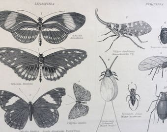 1891 Lepidoptera and Hemiptera Original Antique Encyclopaedia Illustration - wall decor - home decor - Insect - Fly - Butterfly - Boatman