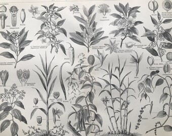 1895 Aromatic Plants  Original Antique Botanical Print - Available Framed - Botany - Nature - Vintage Wall Decor