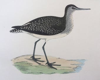 1903 Wood Sandpiper Original Antique Matted Hand-Coloured Engraving - Ornithology - Available Framed - Wildlife - Decorative Art