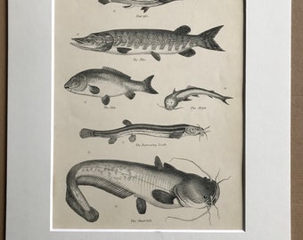 1862 Original Antique Engraving - Available Mounted, Matted and Framed - Four-Eye Fish, Pike, Carp, Burrowing Loach, Sheat-Fish, Arges