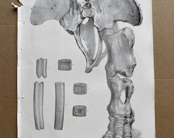 1858 Original Antique Engraving - Megatherium - Posterior Extremities - Geology - Fossil - Palaeontology