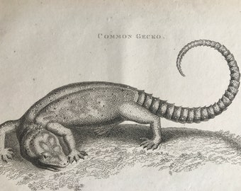 1802 Common Gecko Original Antique Engraving - Natural History - Zoology - Reptile - Available Matted and Framed
