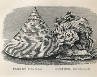 1863 Nilotic Top and Dolphin Shell Original Antique Print - Marine Wildlife - Crustacean - Mounted and Matted - Available Framed