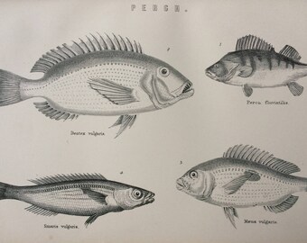 1891 Perch Varieties Original Antique Steel Engraving - Encyclopaedia Illustration - Fish - Aquatic Art - Marine Decor - Marine Wildlife