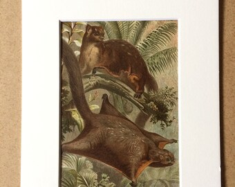 1893 Taguan Original Antique Lithograph - Wildlife - Zoology - Decorative Art - Natural History - Victorian Wall Decor - Mammal